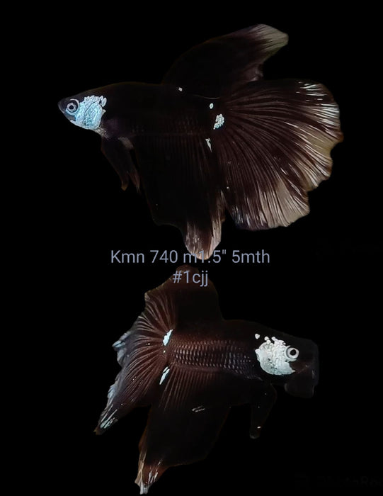 Betta Male Black Mamba Warrior Mask Halfmoon (KMN-740) What you see is what you get!