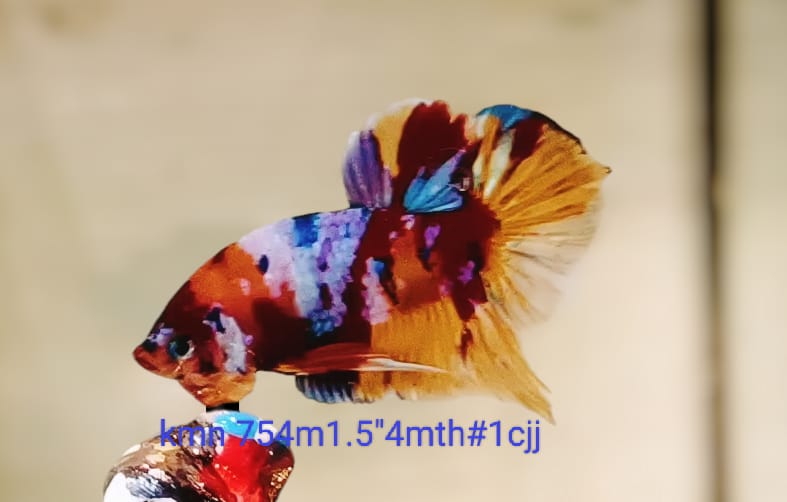 Live Betta FishMale Plakat High Grade Nemo Galaxy Fancy (KMN-754) What you see is what you get!