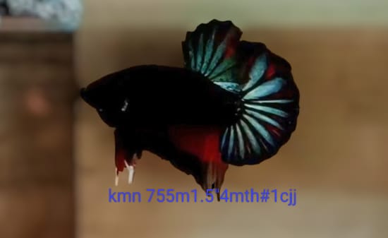 S105 Live Betta Fish Male Plakat High Quality Black Light (KMN-755) What you see is what you get!