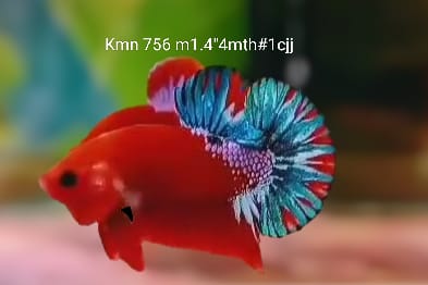 S010 Live Betta Fish Male Plakat High Grade Red Koi Blue Star Tail (KMN-756) What you see is what you get!