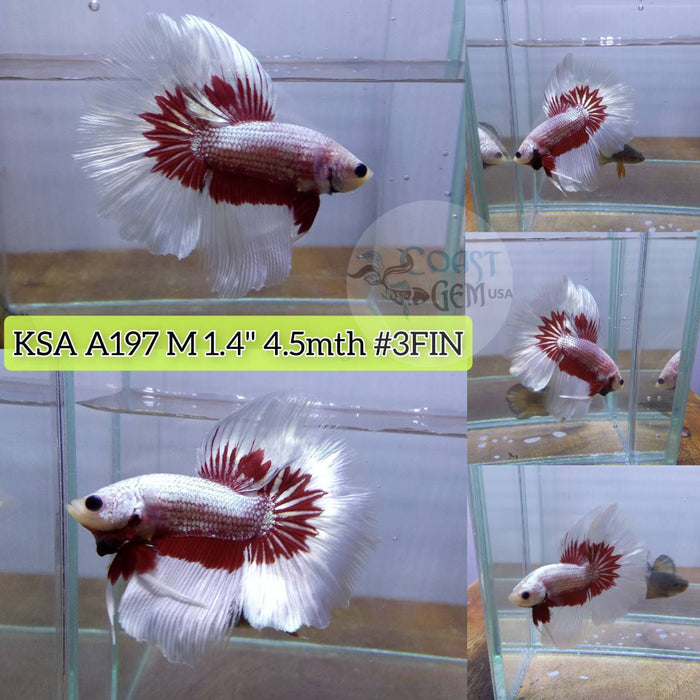 S014 Live Betta Fish Male High Grade Over Halfmoon Rosetail Skyhawk Butterfly Lavander (KSA-197) What you see is what you get!