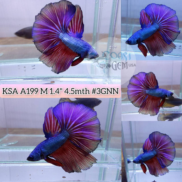 Live Betta Fish Male High Grade Over Halfmoon Blue Fancy (KSA-199) What you see is what you get!