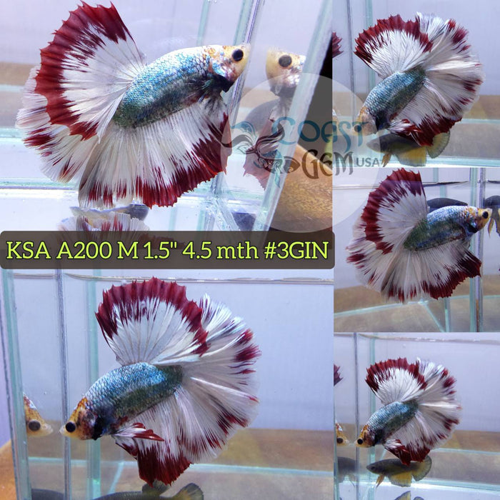 Live Betta Fish Male High Grade Over Halfmoon Rosetail Skyhawk Butterfly Lavander (KSA-200) What you see is what you get!