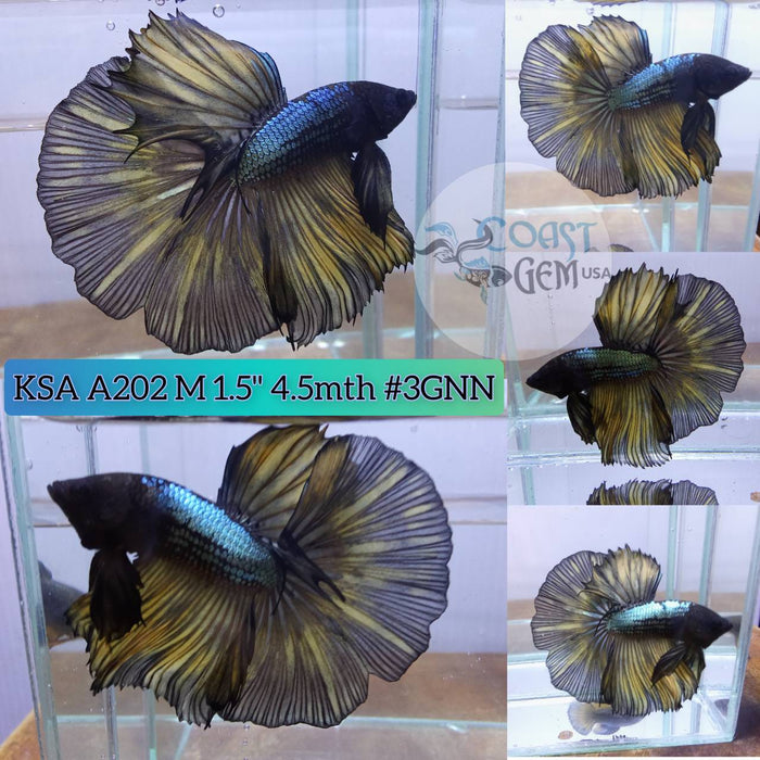 Live Betta Fish Male High Grade Over Halfmoon Yellow black copper (KSA-202) What you see is what you get!