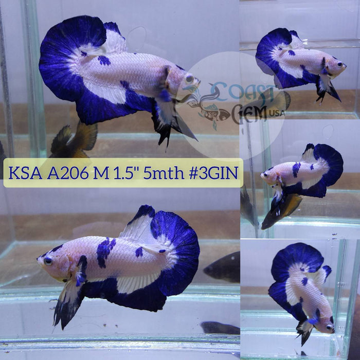 S092 Live Betta Fish Male High Grade Marble Blue rim Hmpk (KSA-206) What you see is what you get!
