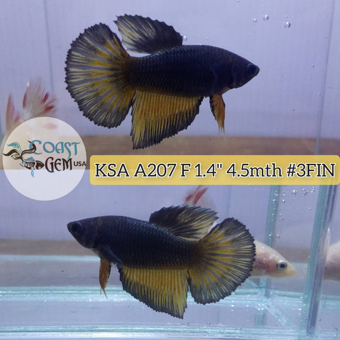 Live Betta Fish Female High Grade Over Halfmoon Yellow Mustard (KSA-207) What you see is what you get!