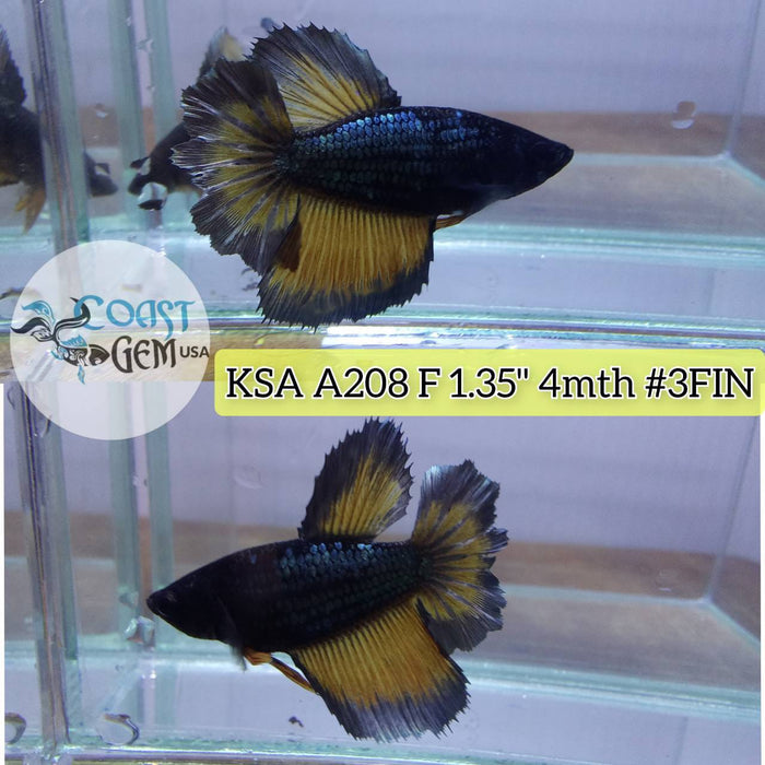 Live Betta Fish Female High Grade Rose Tail Yellow Mustard (KSA-208) What you see is what you get!