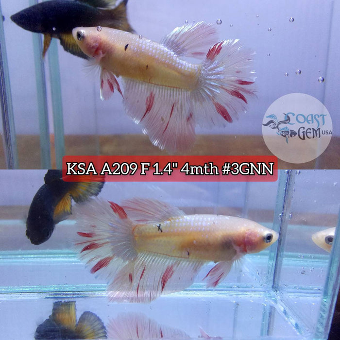 S029 Live Betta Fish Female High Grade Over Halfmoon Armageddon (KSA-209) What you see is what you get!