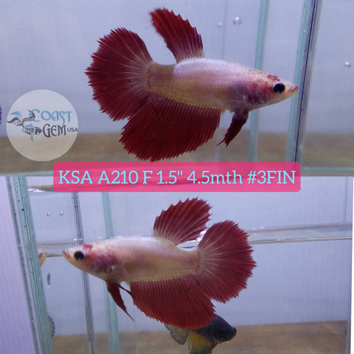 Live Betta Fish Female High Grade Over Halfmoon Pink Salamander (KSA-210) What you see is what you get!