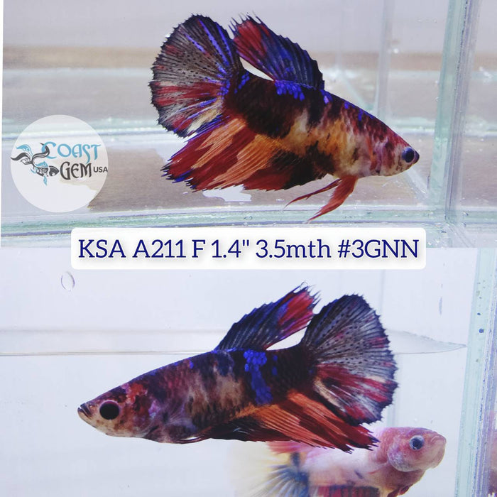 Live Betta Fish Female High Grade Over Halfmoon Nemo Galaxy (KSA-211) What you see is what you get!