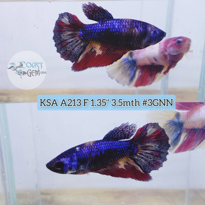 S069 Live Betta Fish Female High Grade Over Halfmoon Galaxy (KSA-213) What you see is what you get!