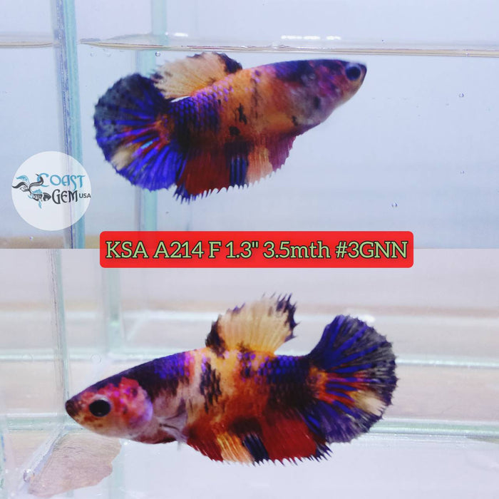 S080 Live Betta Fish Female High Grade Over Halfmoon Multi Colors (KSA-214) What you see is what you get!