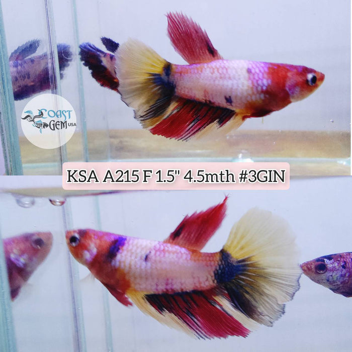 S022 Live Betta Fish Female High Grade Over Halfmoon Candy (KSA-215) What you see is what you get!