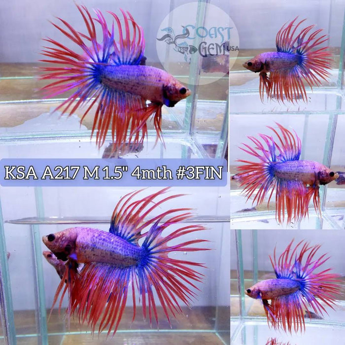 S038 Live Betta Fish Male High Grade Over Halfmoon Koi Devil Crown tail (KSA-217) What you see is what you get!