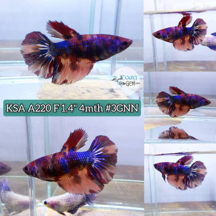 S072 Live Betta Fish Female Plakat High Grade Blue Fancy (KSA-220) What you see is what you get!