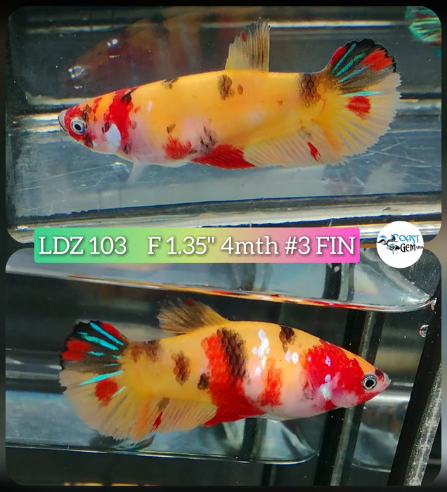 X Live Betta Fish Female Plakat High Grade Yellow Nemo Fancy (LDZ-103) What you see is what you get!