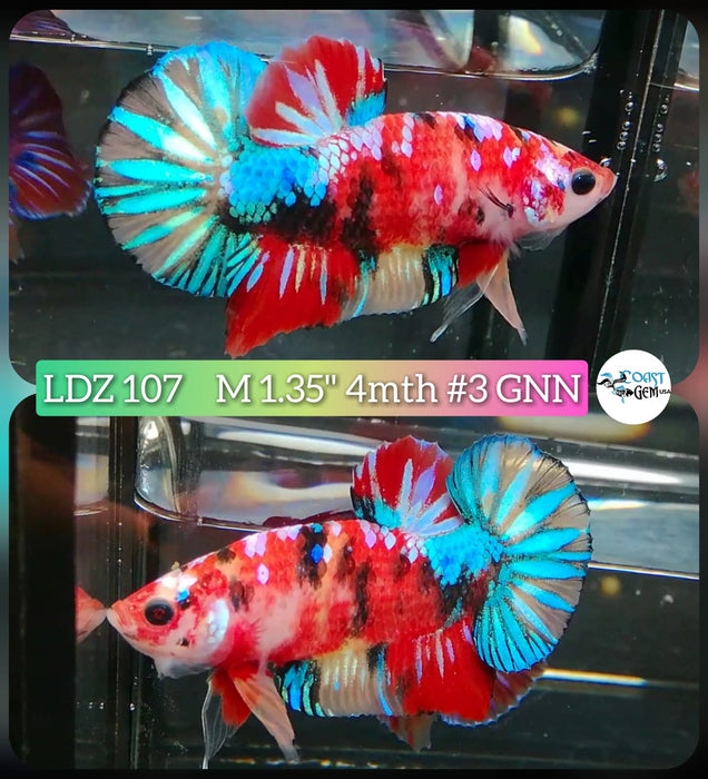 Live Betta Fish Male Plakat High Grade Red Nemo Fancy Blue Tail (LDZ-107) What you see is what you get!