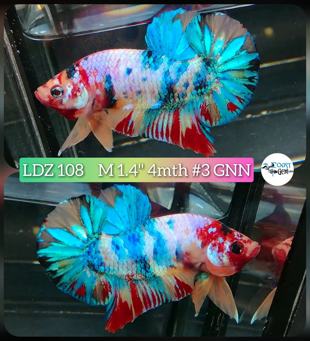 Live Betta Fish Male Plakat High Grade Nemo Fancy Blue Tail (LDZ-108) What you see is what you get!