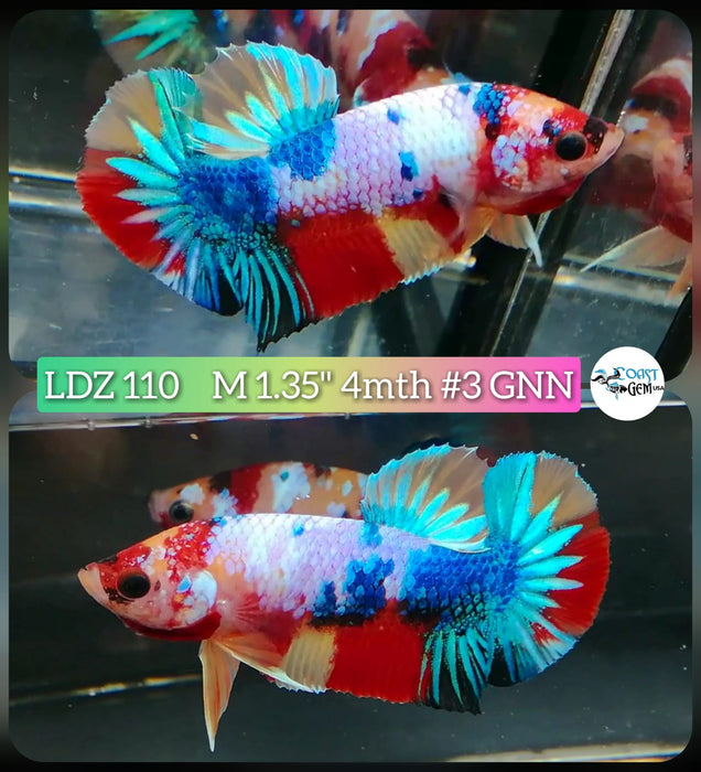 Live Betta Fish Male Plakat High Grade Blue Metallic Fancy (LDZ-110) What you see is what you get!