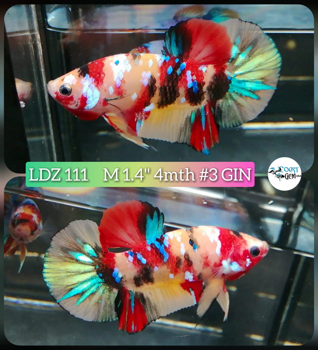 Live Betta Fish Male Plakat High Grade Koi Galaxy Copper (LDZ-111) What you see is what you get!