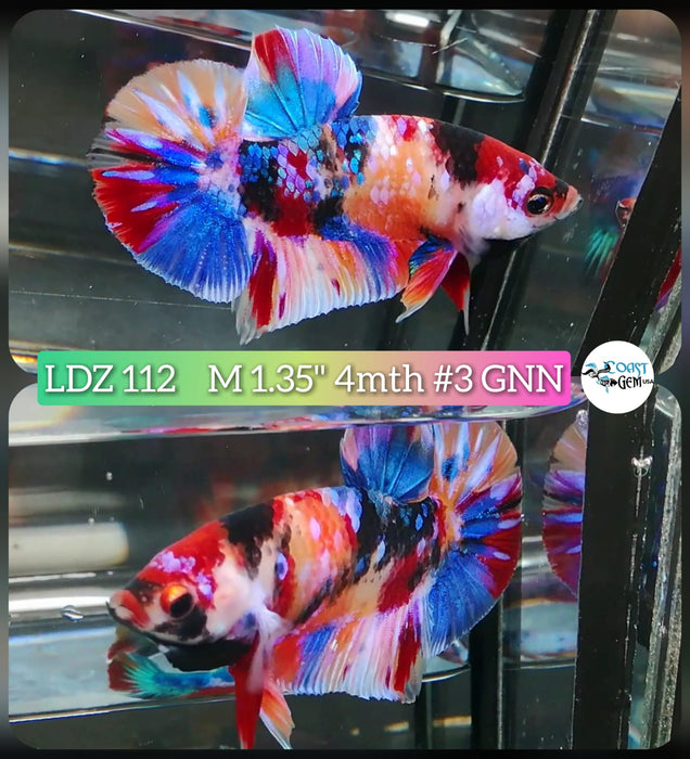 Live Betta Fish Male Plakat High Grade Candy Fancy Marble (LDZ-112) What you see is what you get!