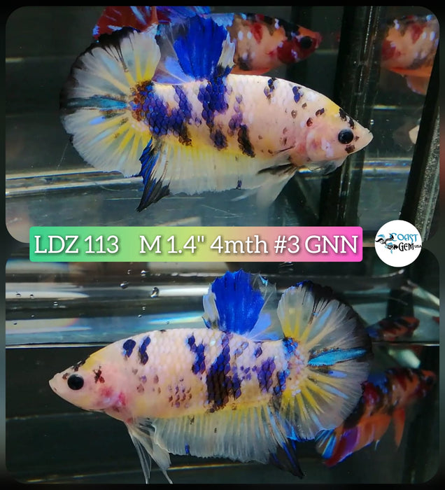 Live Betta Fish Male Plakat High Grade Yellow Koi (LDZ-113) What you see is what you get!