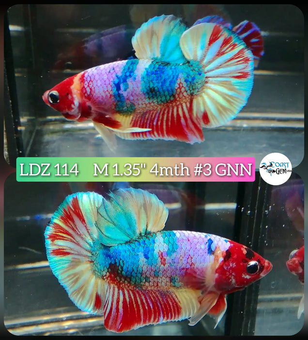 Live Betta Fish Male Plakat High Grade Nemo Galaxy Fancy (LDZ-114) What you see is what you get!