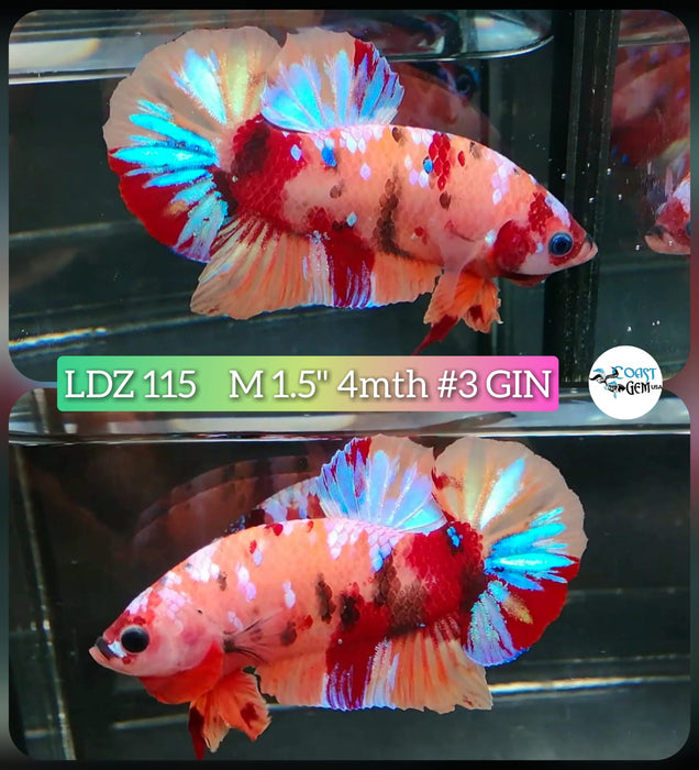 Live Betta Fish Male Plakat High Grade Koi Galaxy Copper (LDZ-115) What you see is what you get!