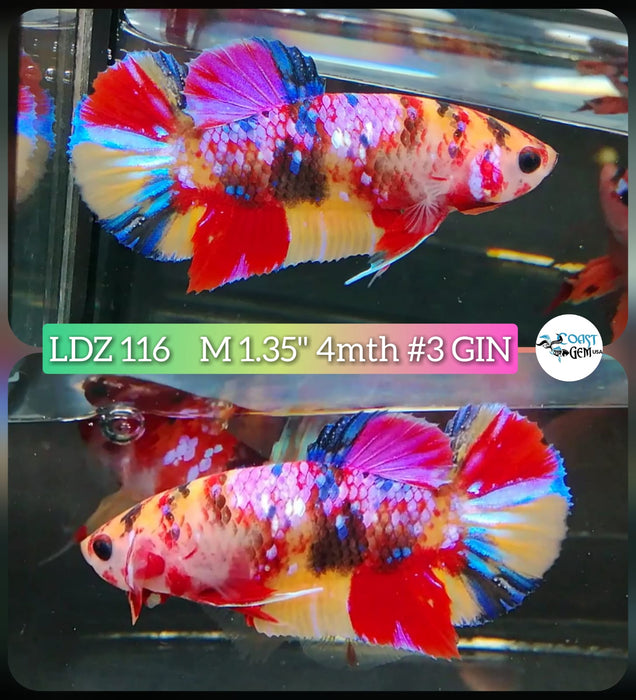 Live Betta Fish Male Plakat High Grade Pink Koi Galaxy (LDZ-116) What you see is what you get!