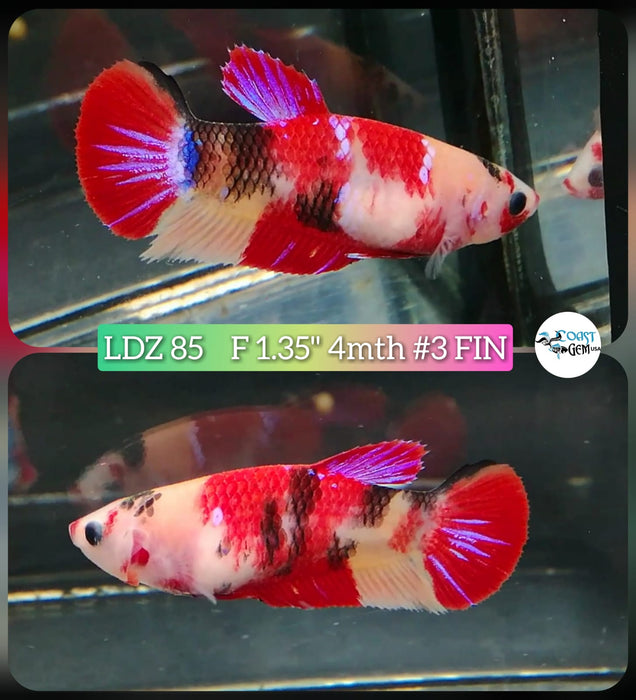 Live Betta Fish Female Plakat High Grade Pink Nemo Fancy (LDZ-85) What you see is what you get!