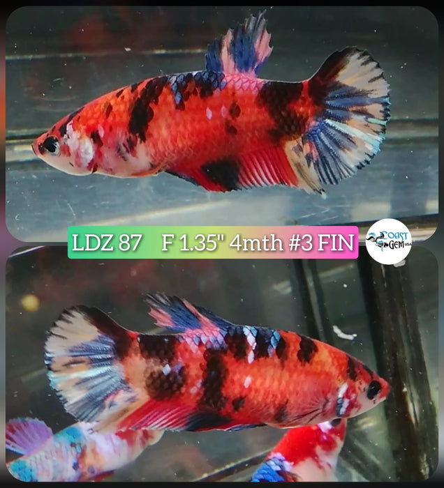 Live Betta Fish Female Plakat High Grade Candy Nemo Fancy (LDZ-87) What you see is what you get!