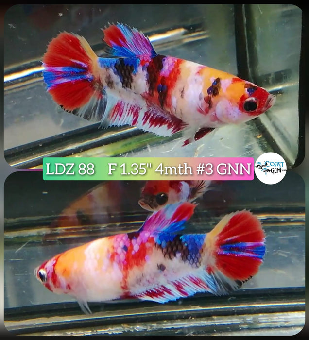 Live Betta Fish Female Plakat High Grade Koi Galaxy Copper (LDZ-88) What you see is what you get!