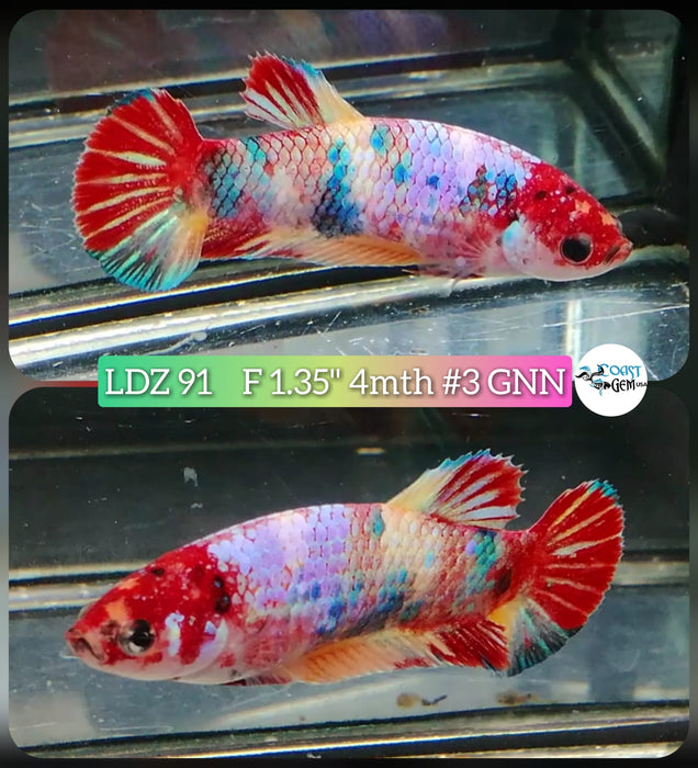 X Live Betta Fish Female Plakat High Grade Koi Galaxy Copper (LDZ-91) What you see is what you get!