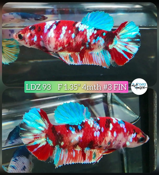 Live Betta Fish Female Plakat High Grade Koi Galaxy Copper (LDZ-93) What you see is what you get!