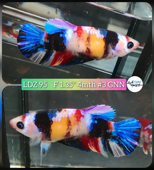X Live Betta Fish Female Plakat High Grade Blue Koi Galaxy Fancy (LDZ-95) What you see is what you get!