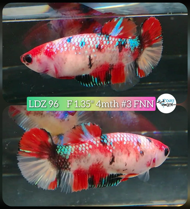 S210 Live Betta Fish Female Plakat High Grade Koi Galaxy Copper (LDZ-96) What you see is what you get!