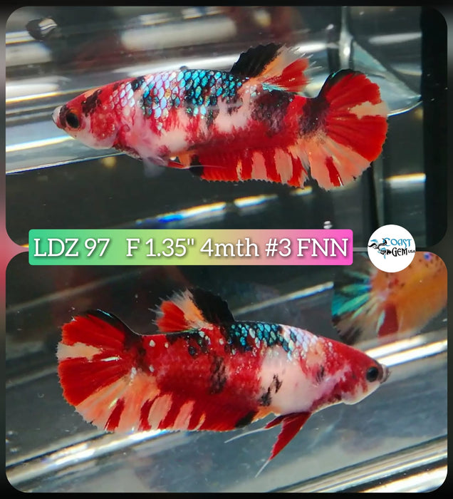 Live Betta Fish Female Plakat High Grade Koi Galaxy Copper (LDZ-97) What you see is what you get!