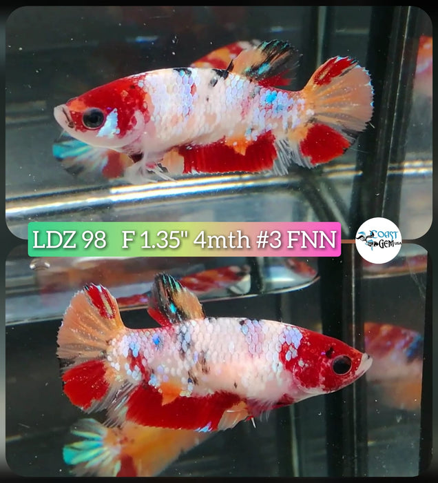 Live Betta Fish Female Plakat High Grade Koi Galaxy Copper (LDZ-98) What you see is what you get!