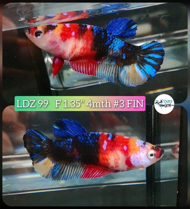 Live Betta Fish Female Plakat High Grade Candy Fancy Marble (LDZ-99) What you see is what you get!