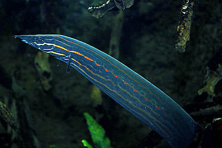 Fire Eel (Mastacembelus Erythrotaenia)
