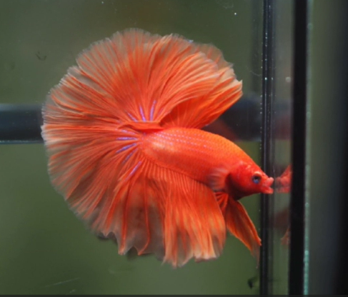 High quality betta sales fish