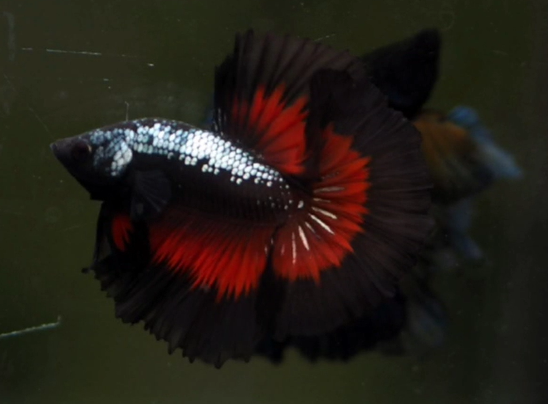 Live Betta Fish Male High Grade Over Halfmoon Black Copper (MKP-419) What you see is what you get!