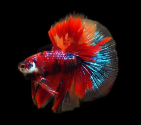 S197 Live Betta Fish Male High Quality Over Halfmoon Rosetail Skyhawk Red Candy Fancy (MKP-438) What you see is what you get!