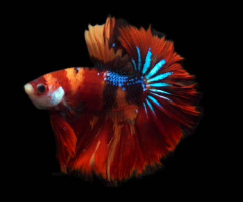 Live Betta Fish Male High Quality Over Halfmoon Rosetail Skyhawk Nemo Galaxy Fancy (MKP-441) What you see is what you get!