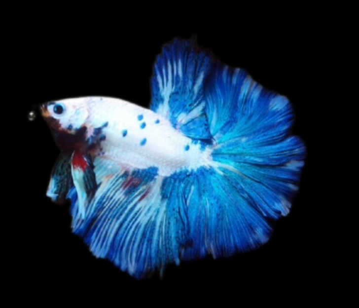 S015 Live Betta Fish Male High Quality Over Halfmoon Blue Fancy (MKP-456) What you see is what you get!
