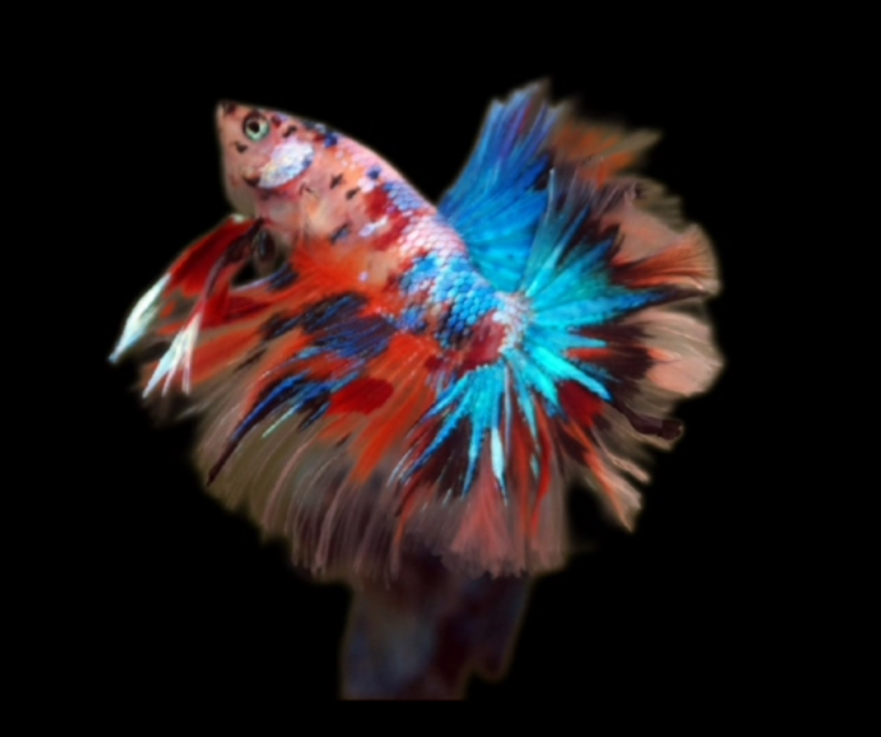 S046 Live Betta Fish Male High Quality Over Halfmoon Rosetail Skyhawk Galaxy Fancy (MKP-457) What you see is what you get!