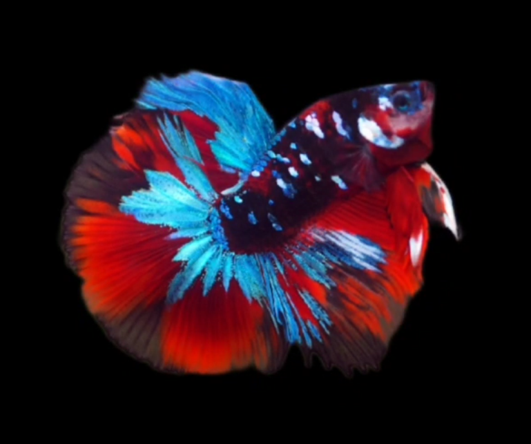 Live Betta Fish Male High Quality Over Halfmoon Galaxy Fancy (MKP-458) What you see is what you get!