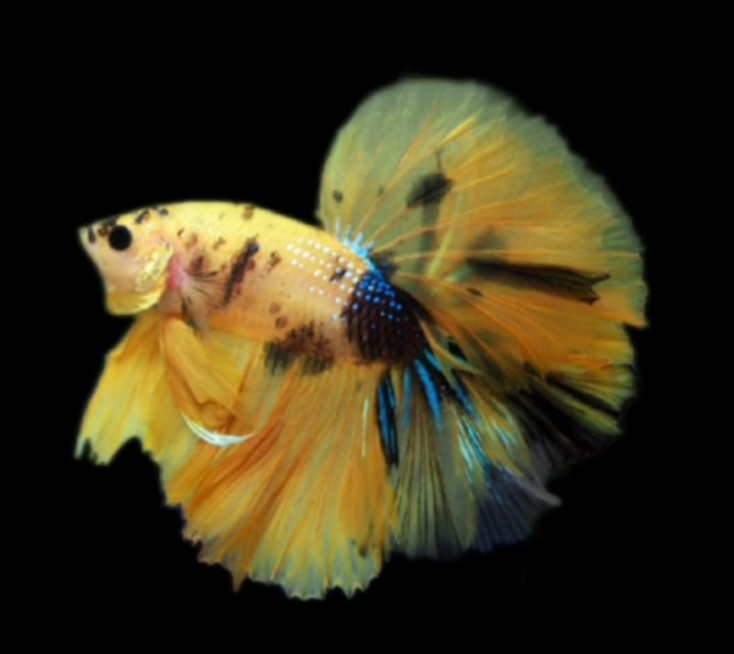 S057 Live Betta Fish Male High Quality Over Halfmoon Yellow Fancy (MKP-460) What you see is what you get!