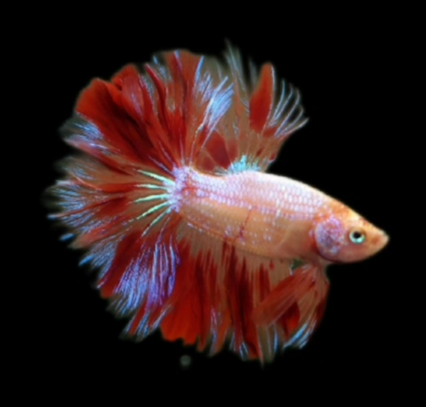 S035 Live Betta Fish Male High Quality Over Halfmoon Dalmatian (MKP-463) What you see is what you get!