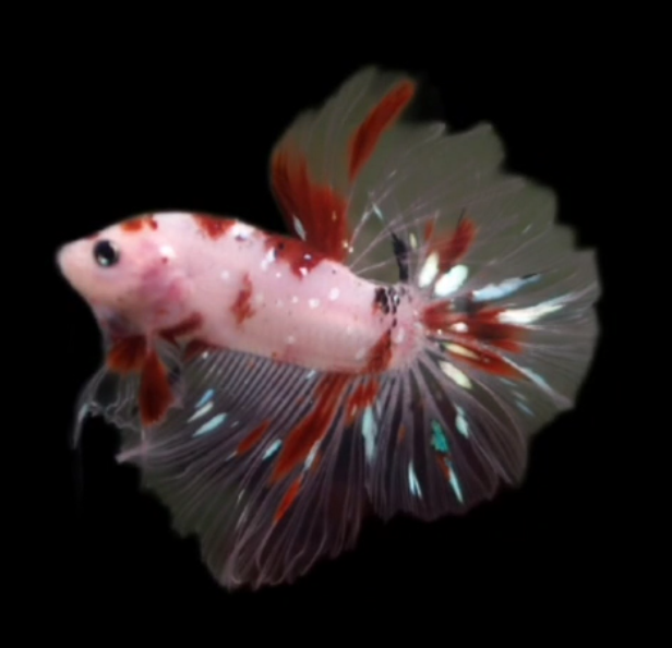 S036 Live Betta Fish Male High Quality Over Halfmoon Armageddon (MKP-465) What you see is what you get!